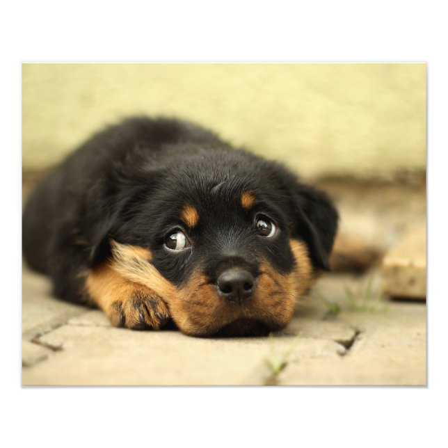 Rottweiler-valpen-hund nyfiken om livet fototryck (Framsidan)