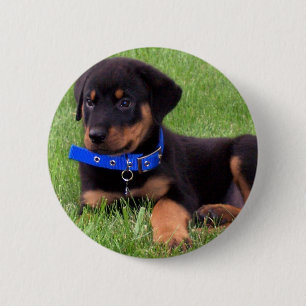 rottweiler-valper knapp