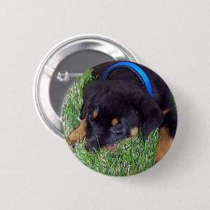 rottweiler-valper knapp