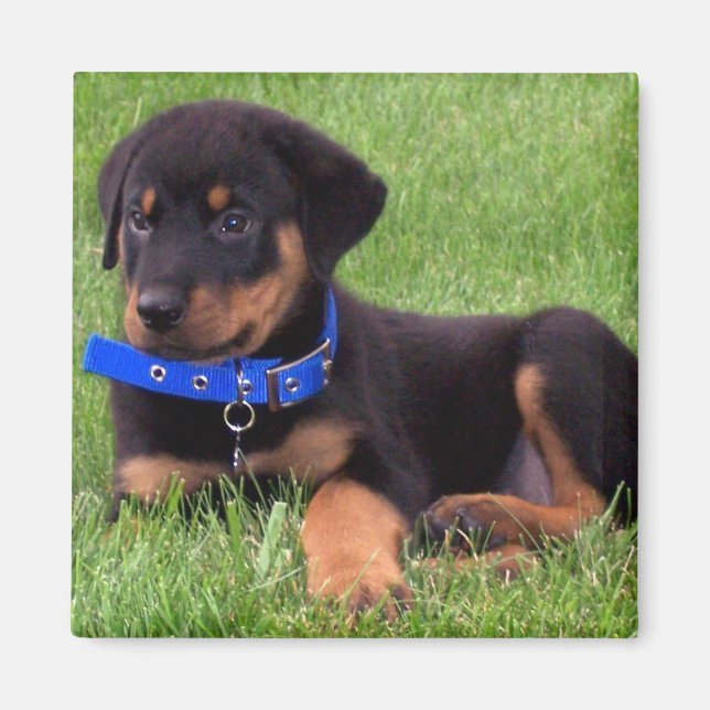 rottweiler-valper magnet (Framsidan)