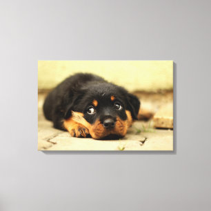 Rottweiler valphund som är nyfiken om liv canvastryck