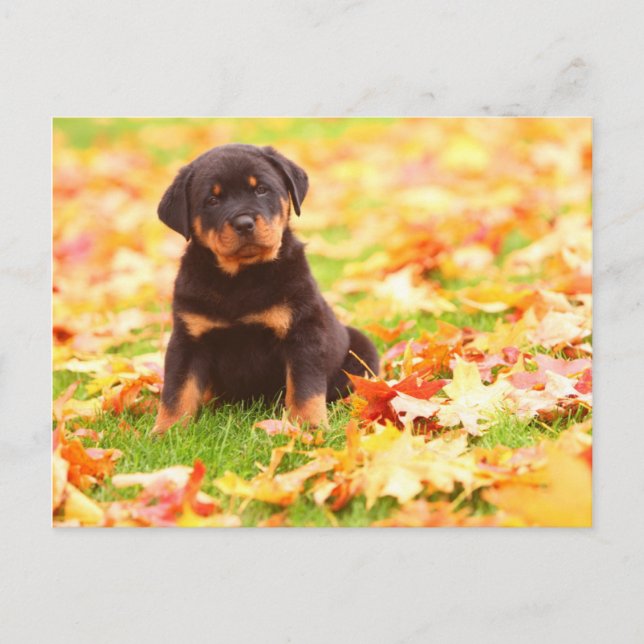 Rottweiler valpsitta i höst löv vykort (Framsida)