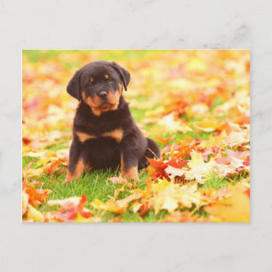 Rottweiler valpsitta i höst löv vykort