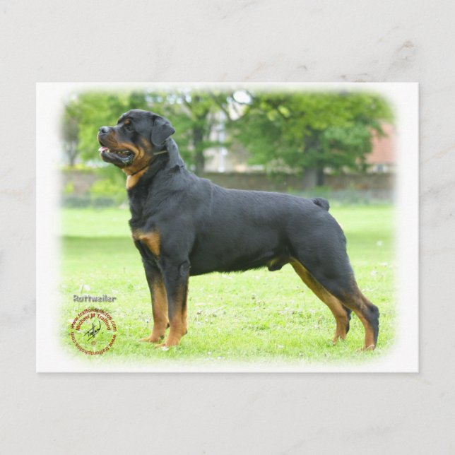 Rottweiler Vykort (Framsida)