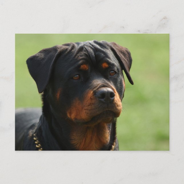 Rottweiler Vykort (Framsida)