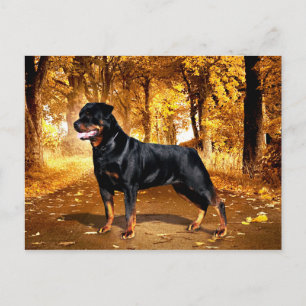 Rottweiler Vykort