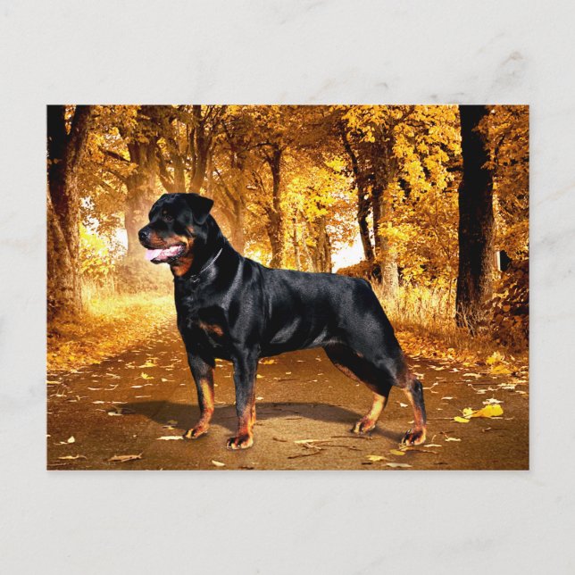 Rottweiler Vykort (Framsida)