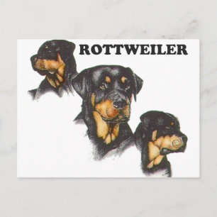 Rottweiler Vykort