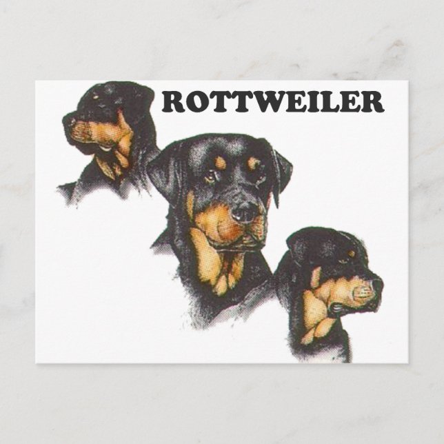 Rottweiler Vykort (Framsida)