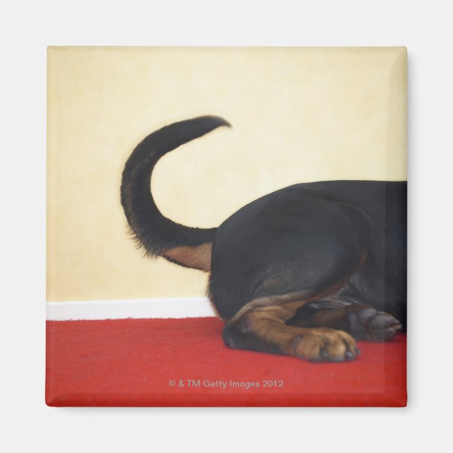 Rottweiler wagging svan, Baksektion Magnet (Framsidan)