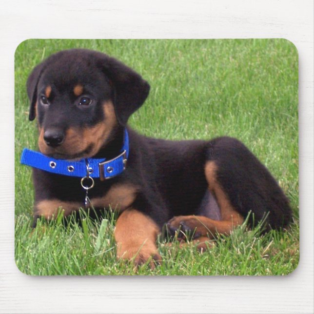 rottweilerpups. musmatta (Framsidan)
