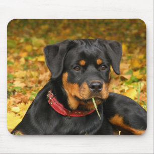Rottweilers Valp Ljugande på skogsmark Musmatta