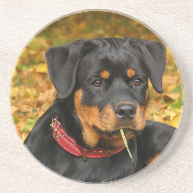 Rottweilers Valp Ljugande på skogsmark Underlägg Sandsten (Framsidan)