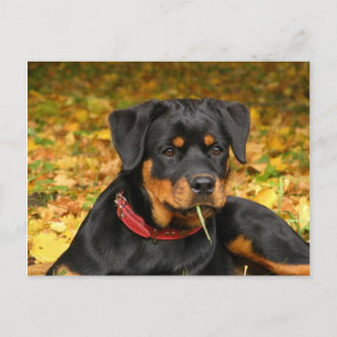Rottweilers Valp Ljugande på skogsmark Vykort
