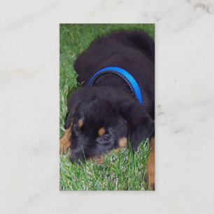 rottweilervalp visitkort