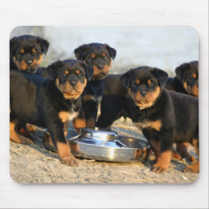 rottweilervalpar musmatta