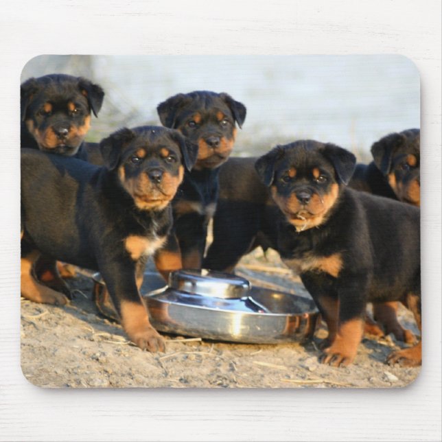 rottweilervalpar musmatta (Framsidan)