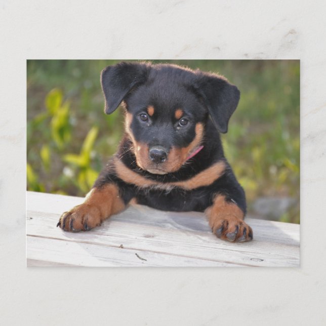 Rottweiller Valp Postkort Vykort (Framsida)