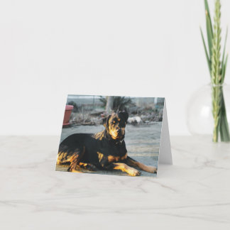 Rotweiler-anteckningskort - tomt kort