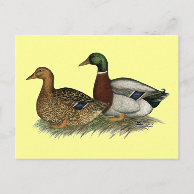 Rouen Anka Vykort (Framsida)