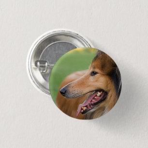 Rough Collie Ansikte Knapp