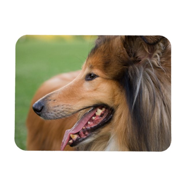 Rough Collie Ansikte Magnet (Horisontell)