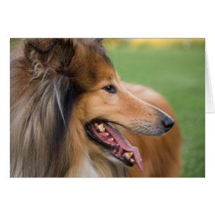 Rough Collie Ansikte OBS Kort