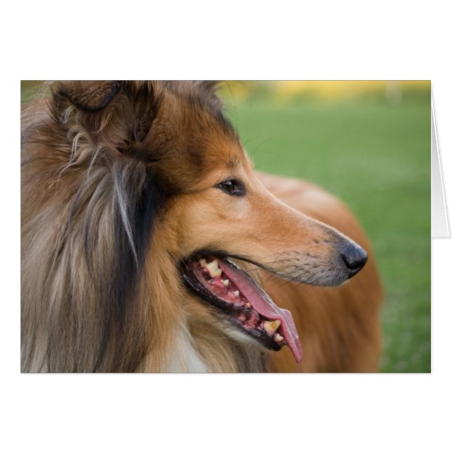 Rough Collie Ansikte OBS Kort (Framsidan Horizontal)