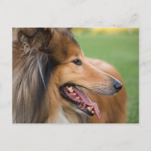 Rough Collie Ansikte Vykort