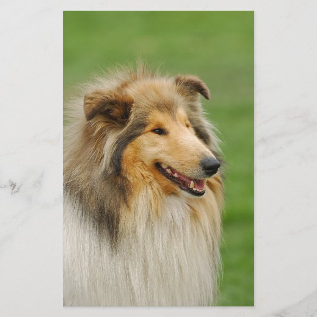 Rough Collie Brevpapper (Framsida)