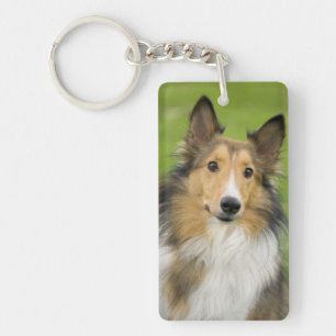Rough Collie, hund
