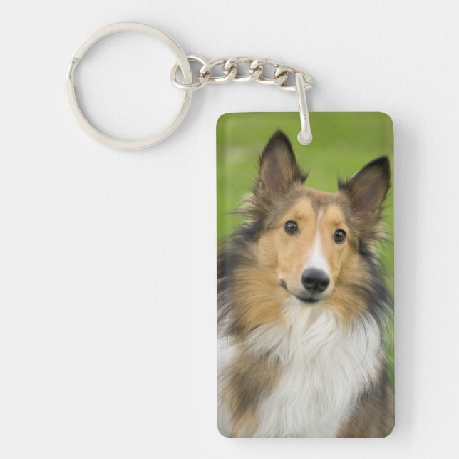 Rough Collie, hund (Framsidan)