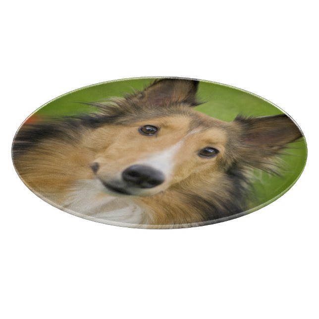 Rough Collie, hund (Hörn)