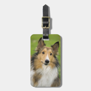 Rough Collie, hund Bagagebricka