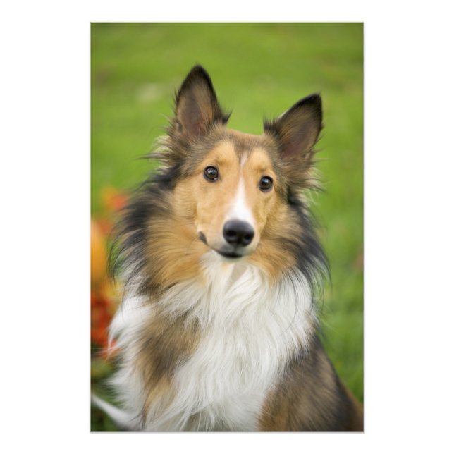 Rough Collie, hund Fototryck (Framsidan)