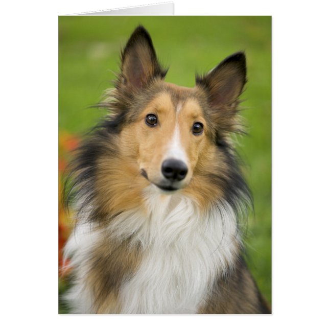 Rough Collie, hund Hälsningskort (Framsidan)