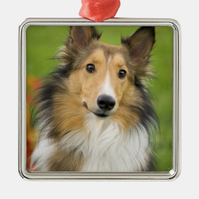 Rough Collie, hund Julgransprydnad Metall (Framsidan)
