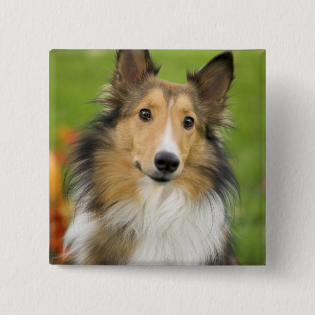 Rough Collie, hund Knapp (Framsida)