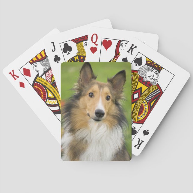 Rough Collie, hund Kortlek (Baksidan)