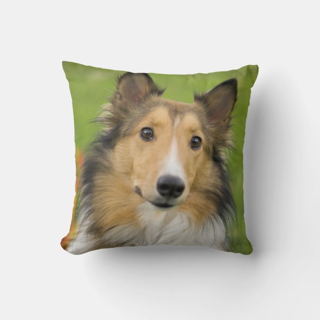 Rough Collie, hund Kudde (Framsida)
