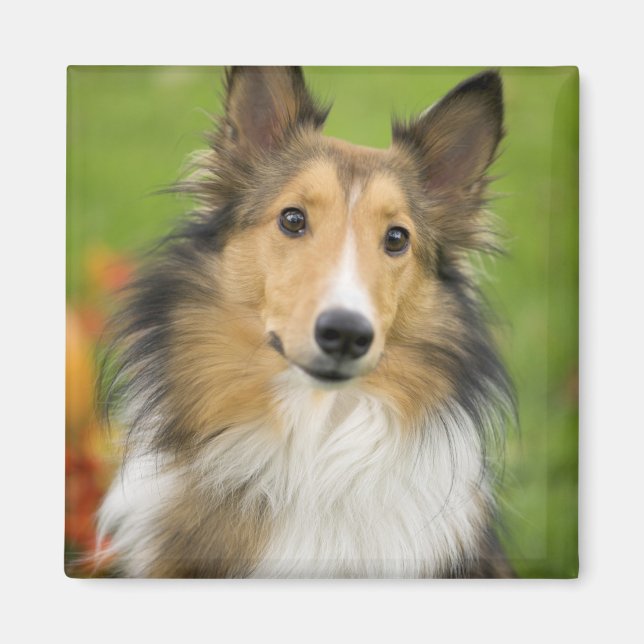 Rough Collie, hund Magnet (Framsidan)