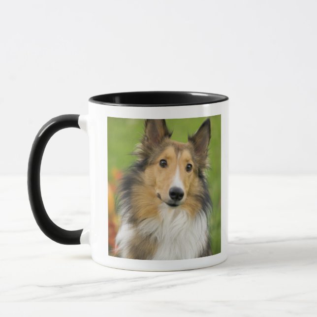 Rough Collie, hund Mugg (Vänster)