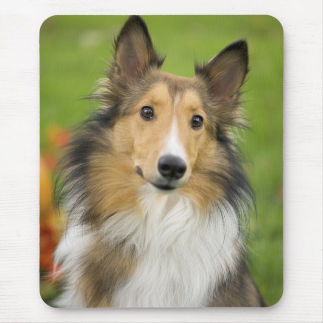 Rough Collie, hund Musmatta (Framsidan)
