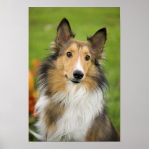 Rough Collie, hund Poster