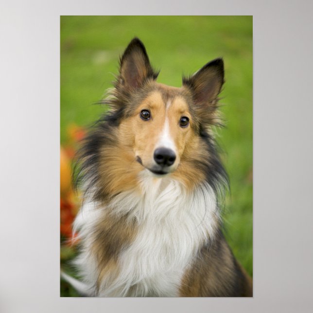 Rough Collie, hund Poster (Framsidan)