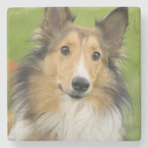 Rough Collie, hund Stenunderlägg