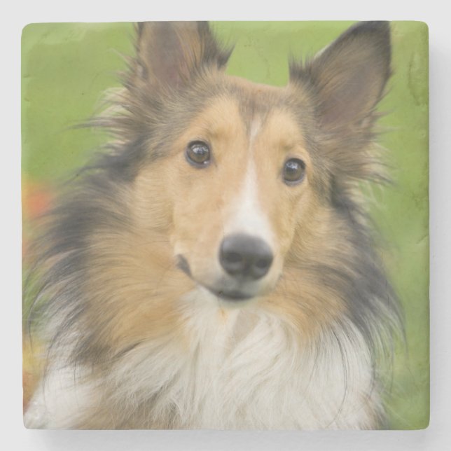 Rough Collie, hund Stenunderlägg (Framsidan)