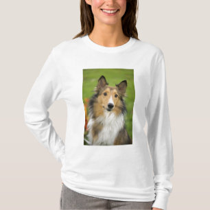 Rough Collie, hund Tee Shirt