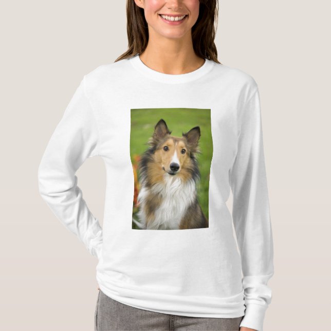 Rough Collie, hund Tee Shirt (Framsida)