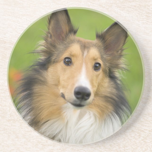 Rough Collie, hund Underlägg (Framsidan)